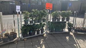 Lidl plants on offer